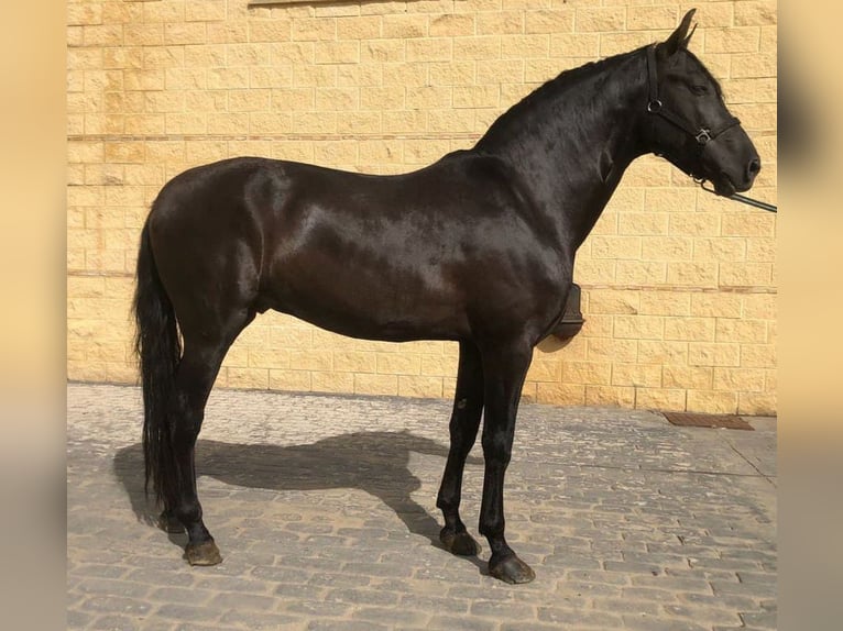 PRE Mix Stallion 7 years 16,1 hh Black in Madrid