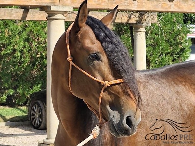 PRE Stallion 7 years 16,1 hh Brown in Palma de Mallorca