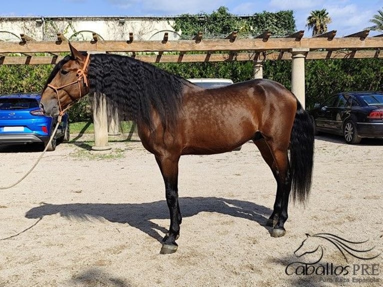 PRE Stallion 7 years 16,1 hh Brown in Palma de Mallorca