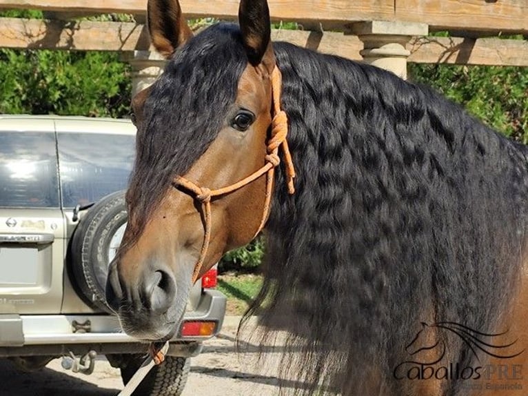 PRE Stallion 7 years 16,1 hh Brown in Palma de Mallorca