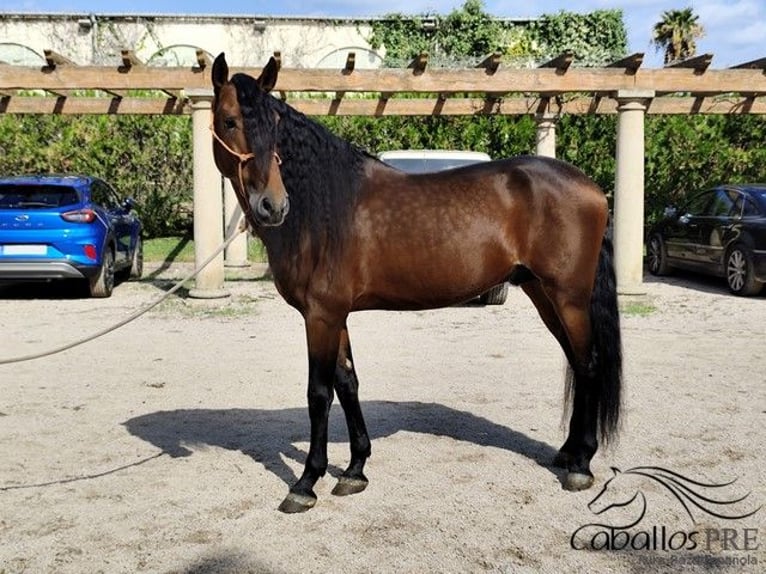 PRE Stallion 7 years 16,1 hh Brown in Palma de Mallorca