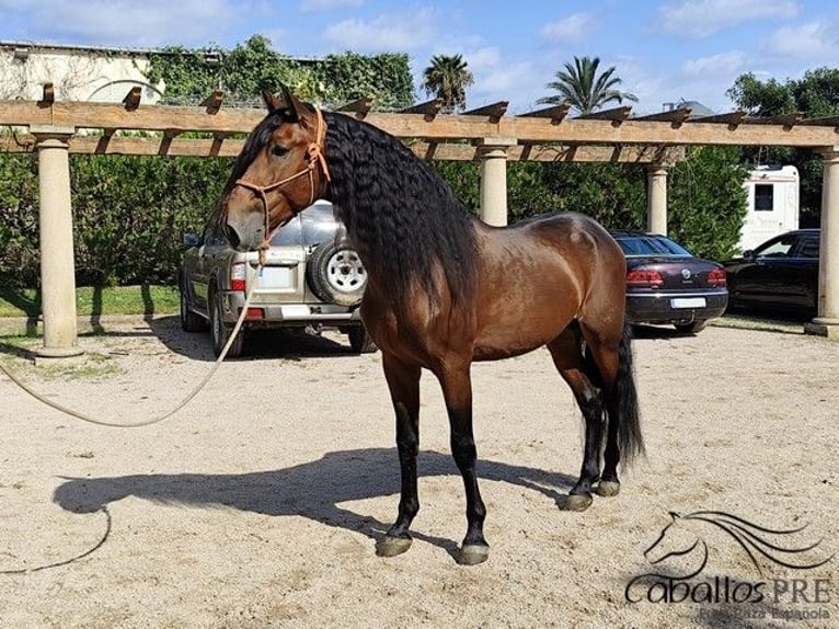 PRE Stallion 7 years 16,1 hh Brown in Palma de Mallorca