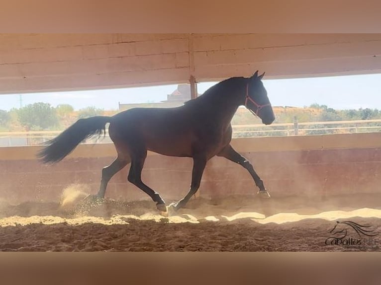 PRE Stallion 7 years 16,1 hh Brown in Badajoz