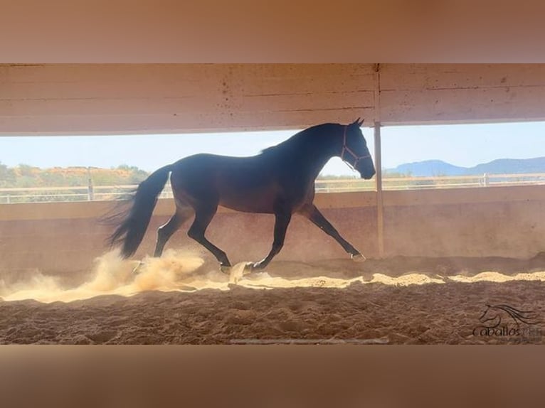 PRE Stallion 7 years 16,1 hh Brown in Badajoz