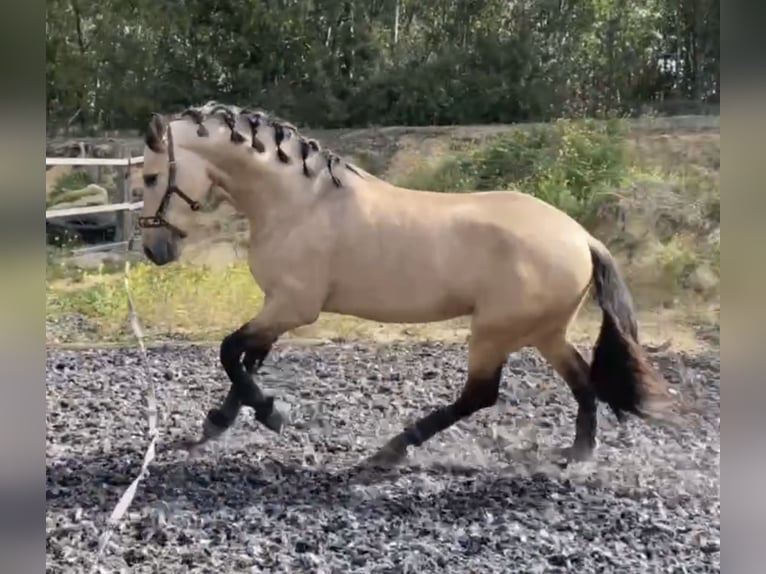 PRE Mix Stallion 7 years 16,1 hh Buckskin in Malaga