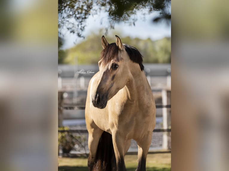 PRE Mix Stallion 7 years 16,1 hh Buckskin in Malaga