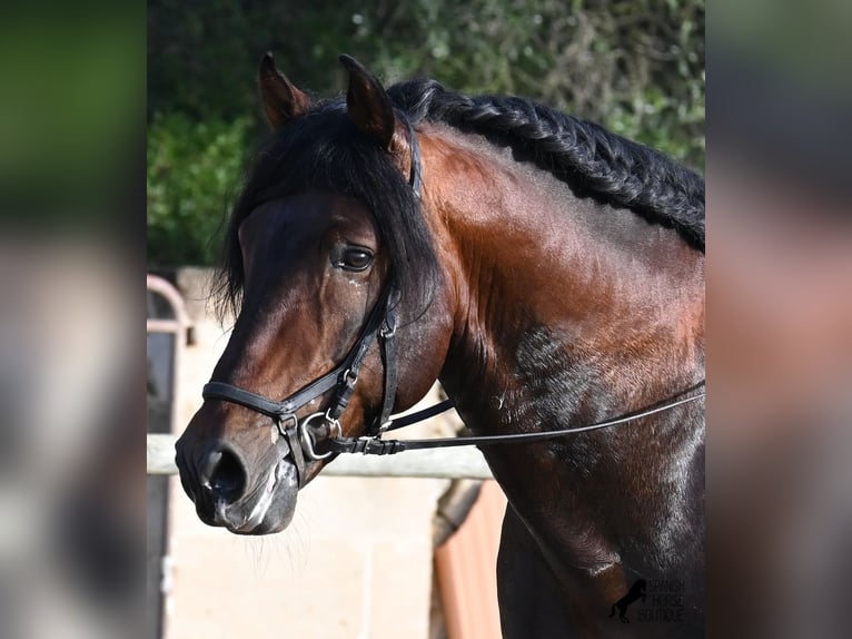 PRE Stallion 7 years 16.1 hh  in Menorca