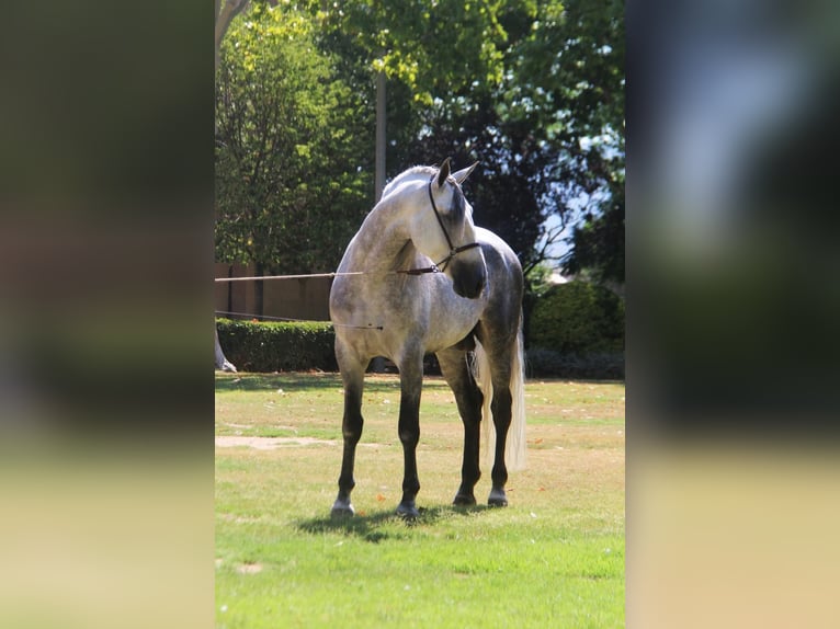 PRE Mix Stallion 7 years 16,1 hh Gray-Dapple in Hamburg