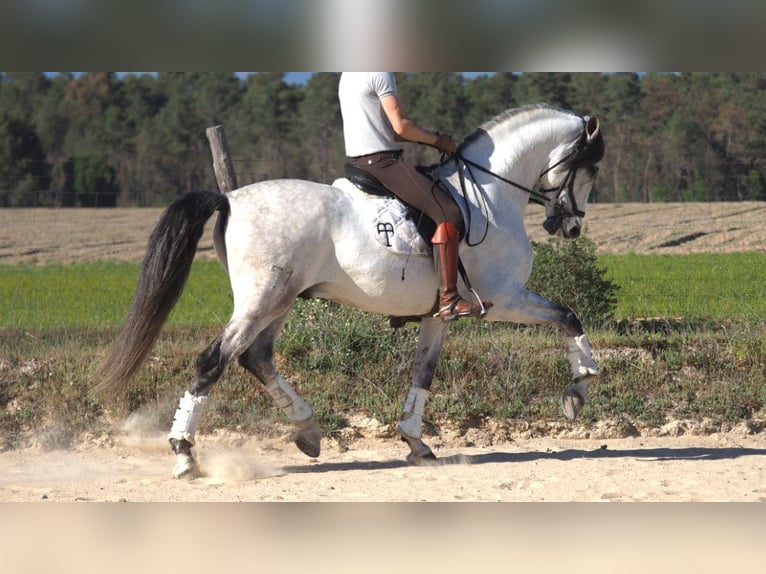 PRE Mix Stallion 7 years 16,1 hh Gray in NAVAS DEL MADRONO