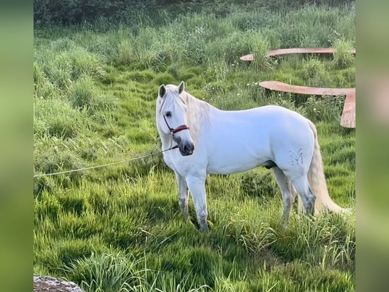 PRE Stallion 7 years 16,1 hh Gray in Silleda (Casco Urbano)