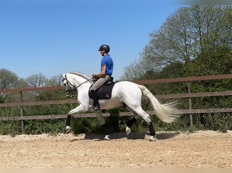 PRE Stallion 7 years 16,1 hh Gray in Silleda (Casco Urbano)