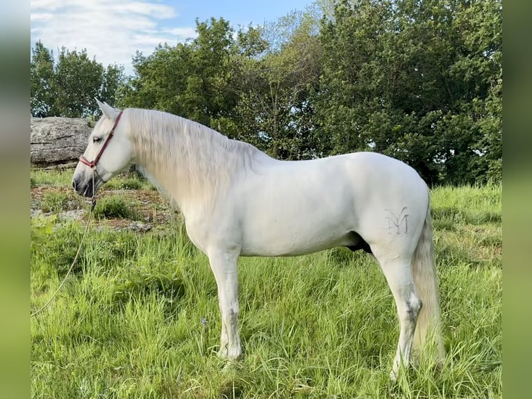 PRE Stallion 7 years 16,1 hh Gray in Silleda (Casco Urbano)