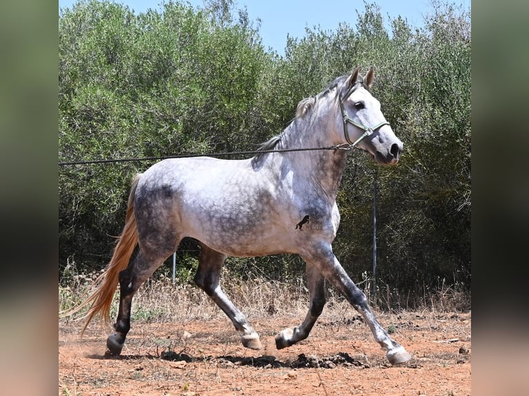 PRE Mix Stallion 7 years 16.1 hh Grey in Mallorca