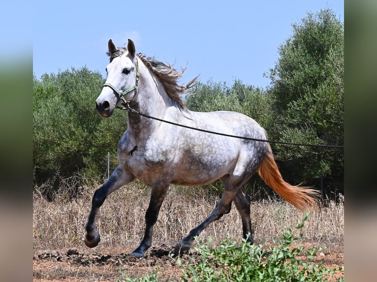 PRE Mix Stallion 7 years 16.1 hh Grey in Mallorca
