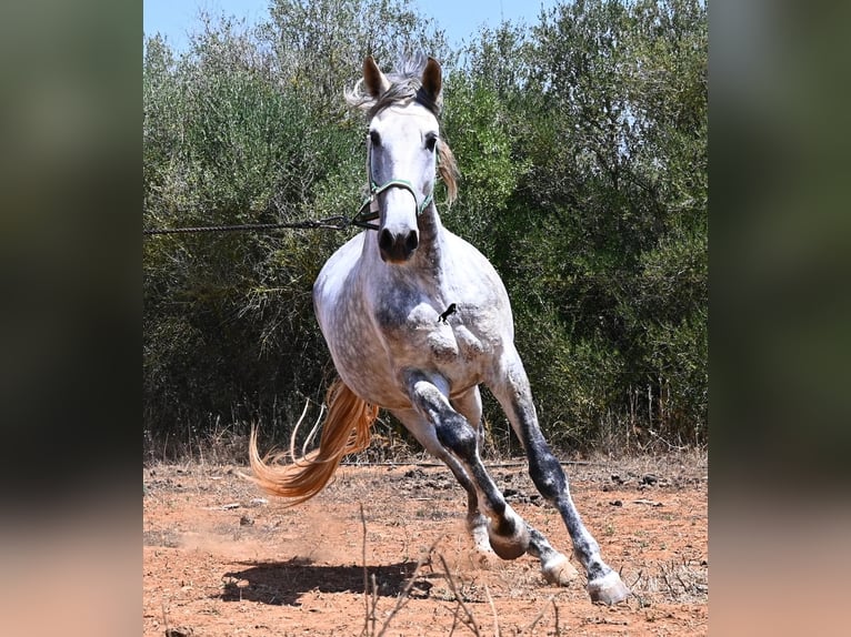 PRE Mix Stallion 7 years 16.1 hh Grey in Mallorca