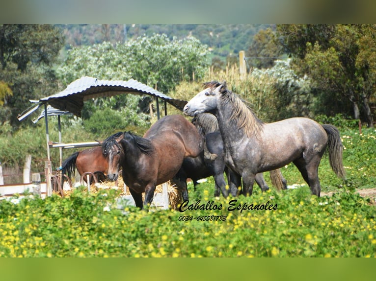 PRE Stallion 7 years 16.1 hh Grey-Dapple in Vejer de la Frontera