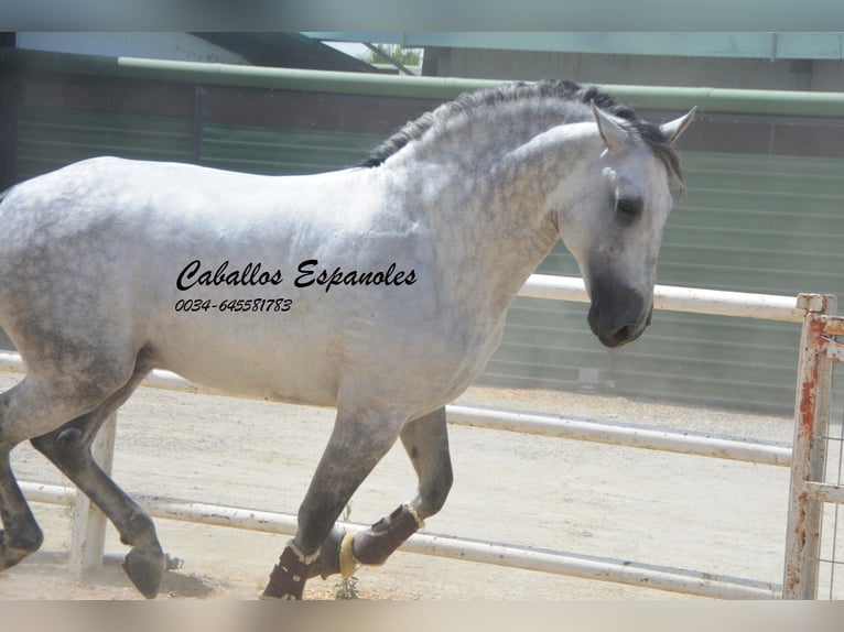 PRE Stallion 7 years 16,1 hh Grey in Vejer de la Frontera