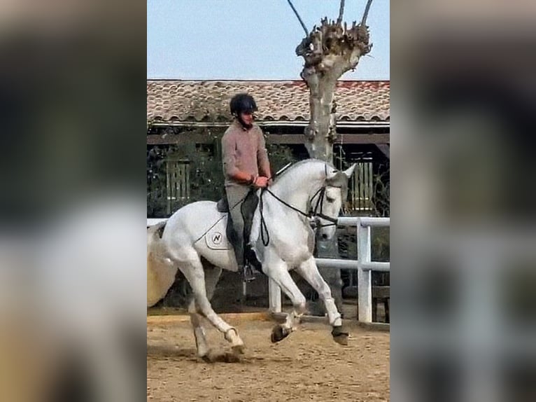 PRE Stallion 7 years 16.1 hh Grey in Sevilla