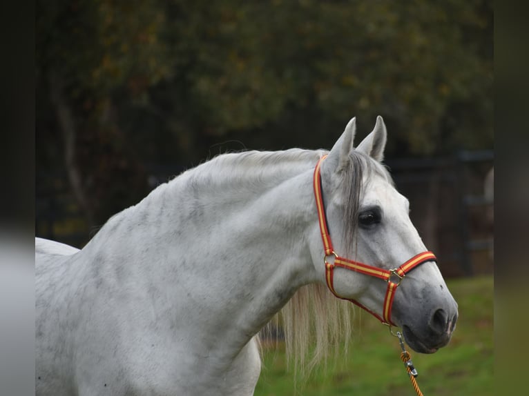 PRE Stallion 7 years 16.1 hh Grey in Sevilla