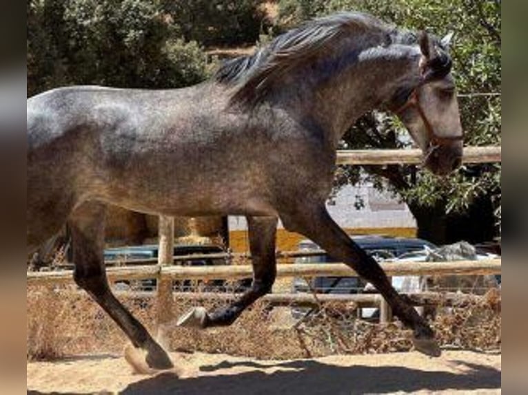 PRE Mix Stallion 7 years 16.1 hh Grey in Malaga
