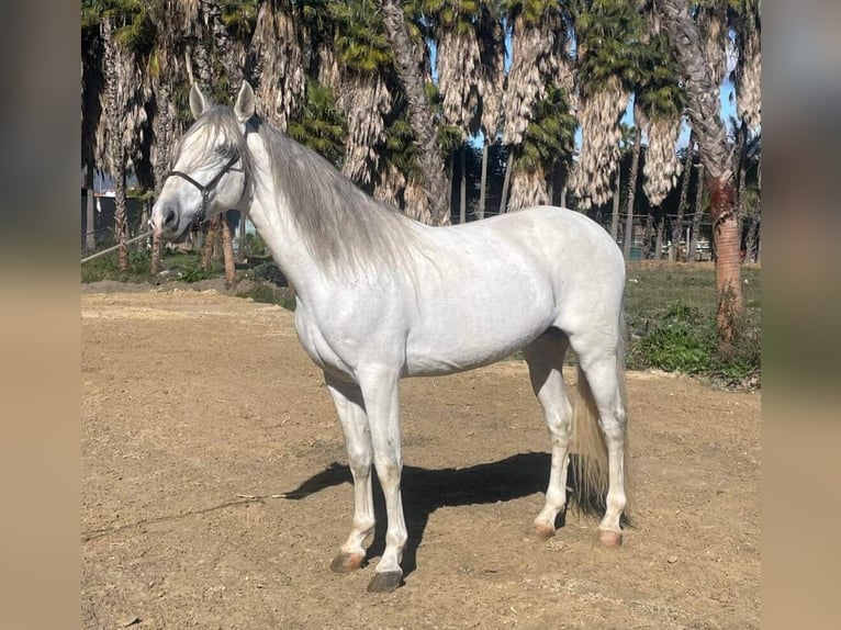 PRE Mix Stallion 7 years 16.1 hh Grey in Malaga
