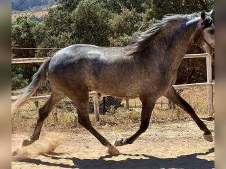 PRE Mix Stallion 7 years 16.1 hh Grey in Malaga