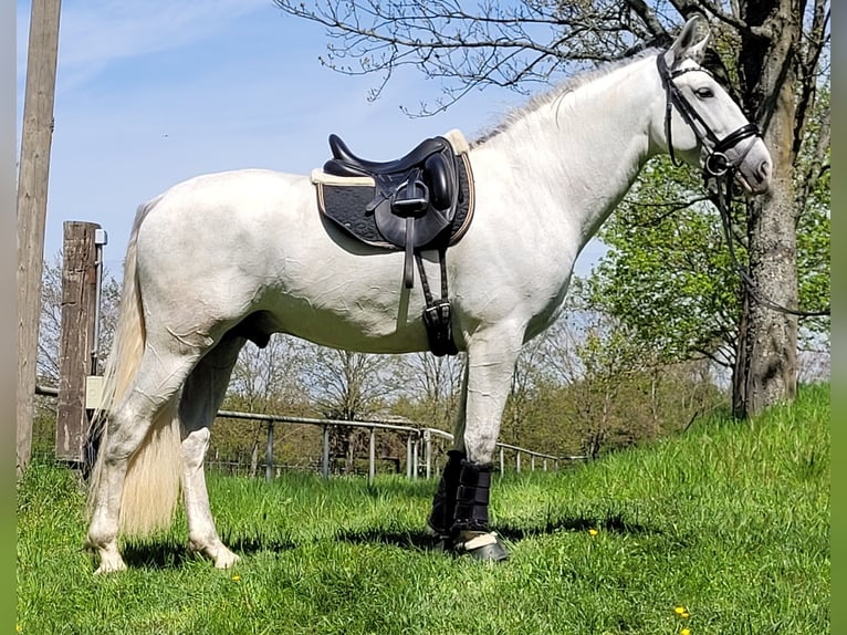 PRE Stallion 7 years 16.1 hh Grey in Saarbrücken