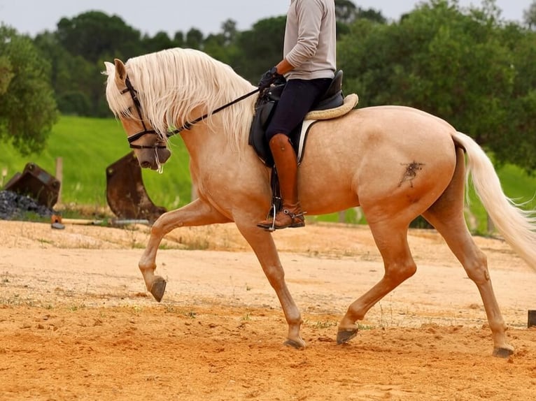 PRE Mix Stallion 7 years 16.1 hh Palomino in Navas Del Madroño