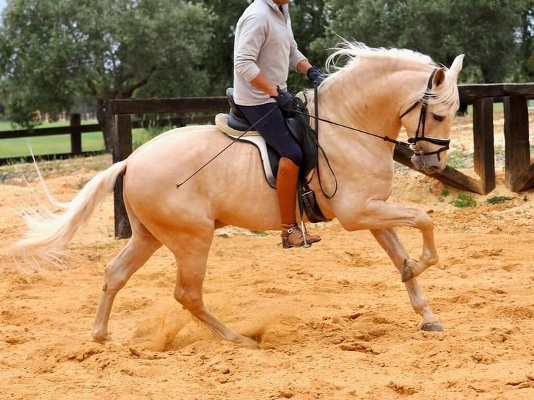 PRE Mix Stallion 7 years 16.1 hh Palomino in Navas Del Madroño