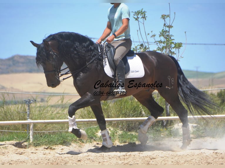 PRE Stallion 7 years 16,1 hh Smoky-Black in Vejer de la Frontera