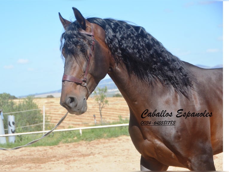 PRE Stallion 7 years 16,1 hh Smoky-Black in Vejer de la Frontera