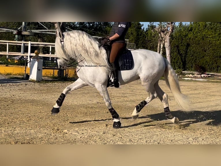 PRE Mix Stallion 7 years 16,1 hh White in Sevilla