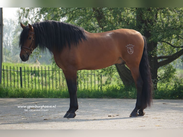 PRE Stallion 7 years 16,2 hh Bay-Dark in Den Haag