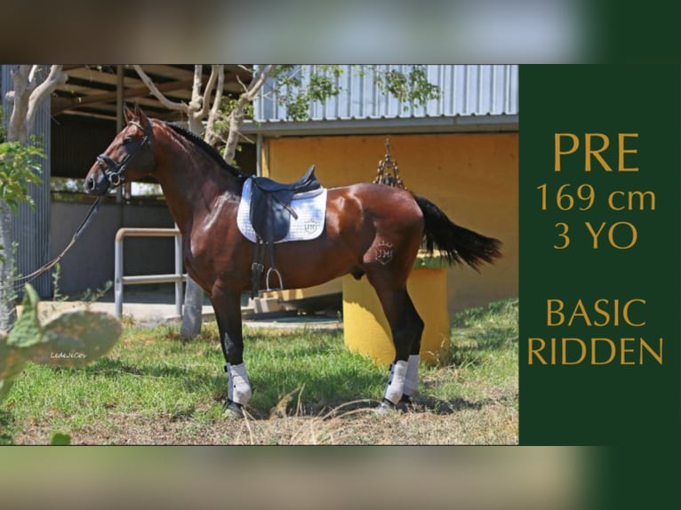 PRE Mix Stallion 7 years 16,2 hh Bay in NAVAS DE MADRONO