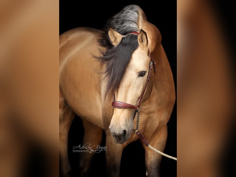 PRE Stallion 7 years 16,2 hh Dun in Sigmarszell
