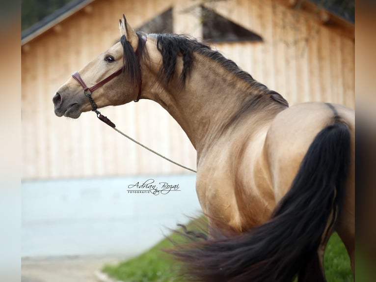 PRE Stallion 7 years 16,2 hh Dun in Sigmarszell