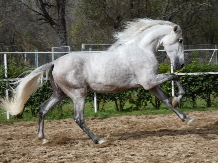 PRE Mix Stallion 7 years 16,2 hh Gray in Rafelguaraf