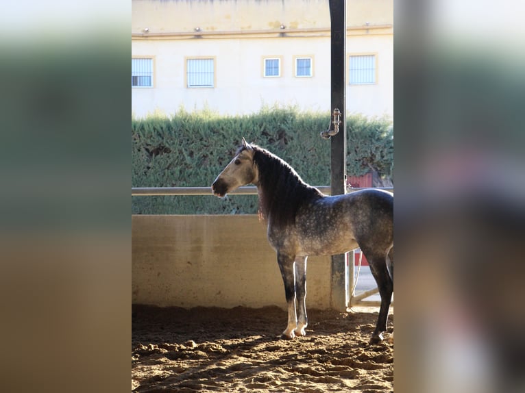 PRE Stallion 7 years 16,2 hh Gray-Dapple in La Rinconada