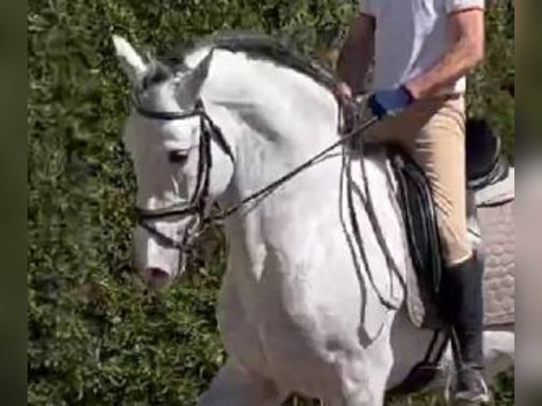 PRE Mix Stallion 7 years 16,2 hh Gray in Murcia