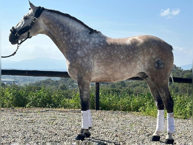 PRE Mix Stallion 7 years 16,2 hh Gray in Sant Fost de Campsentelles