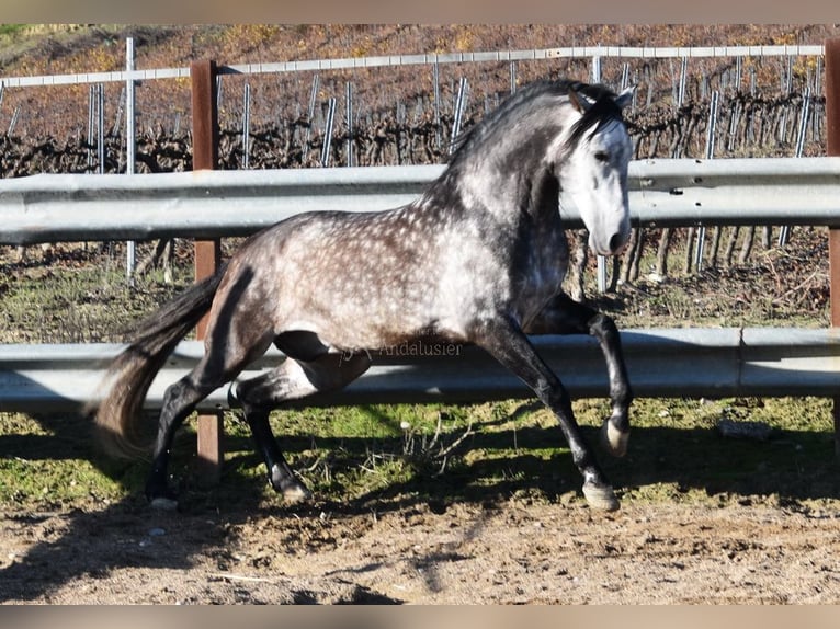 PRE Stallion 7 years 16.2 hh Grey in Provinz Cordoba