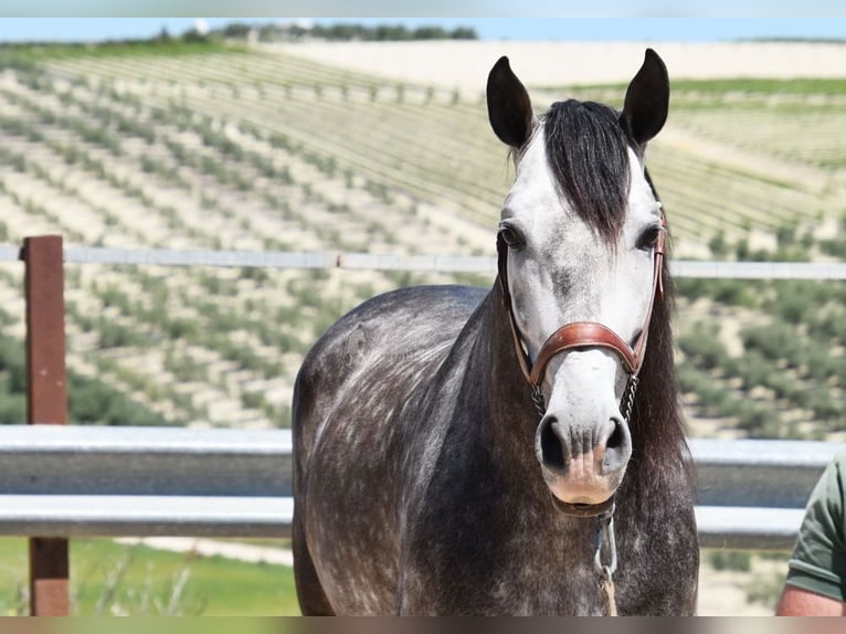 PRE Stallion 7 years 16.2 hh Grey in Provinz Cordoba