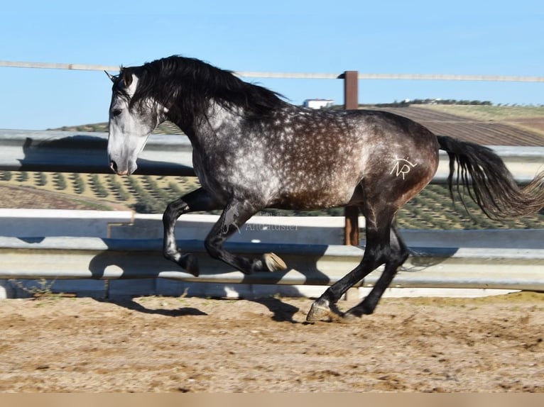 PRE Stallion 7 years 16.2 hh Grey in Provinz Cordoba