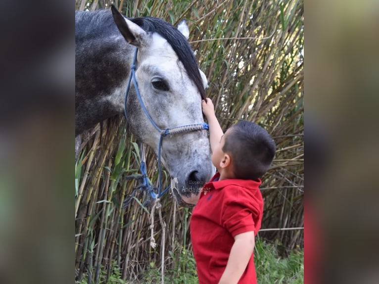 PRE Stallion 7 years 16.2 hh Grey in Provinz Cordoba