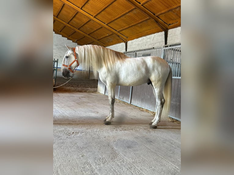 PRE Mix Stallion 7 years 16,2 hh Grey in Santa Perpetua de Mogoda