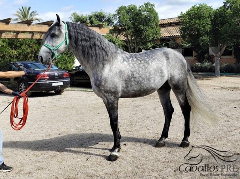 PRE Stallion 7 years 16,2 hh Grey in Palma de Mallorca