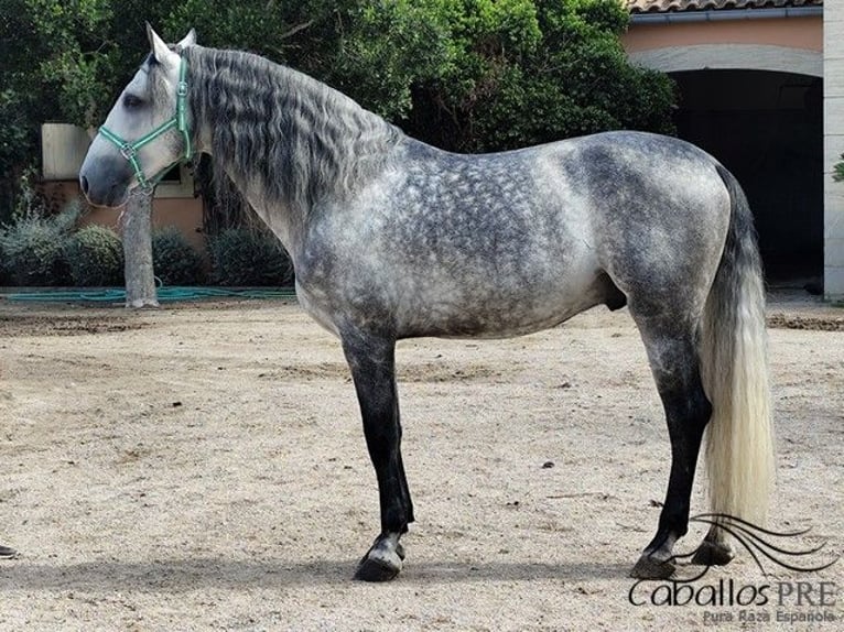 PRE Stallion 7 years 16,2 hh Grey in Palma de Mallorca