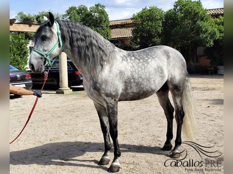 PRE Stallion 7 years 16,2 hh Grey in Palma de Mallorca