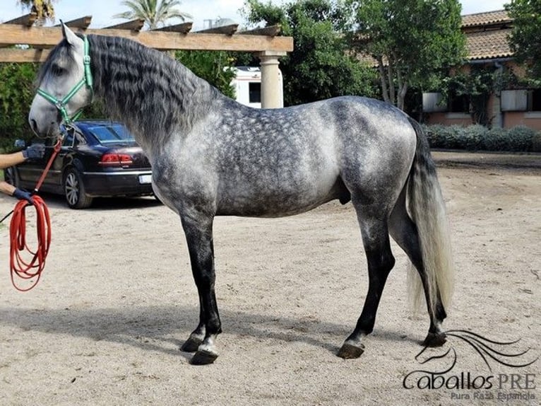 PRE Stallion 7 years 16,2 hh Grey in Palma de Mallorca