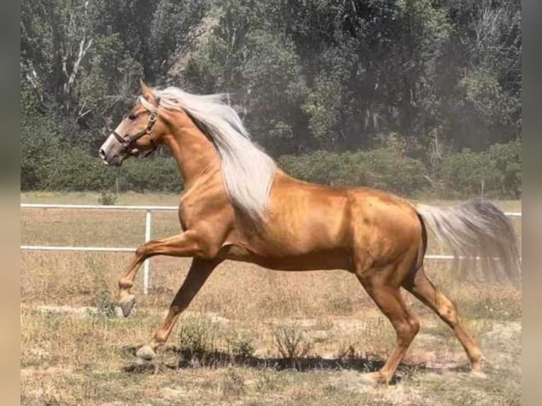 PRE Mix Stallion 7 years 16,2 hh Palomino in Martfeld